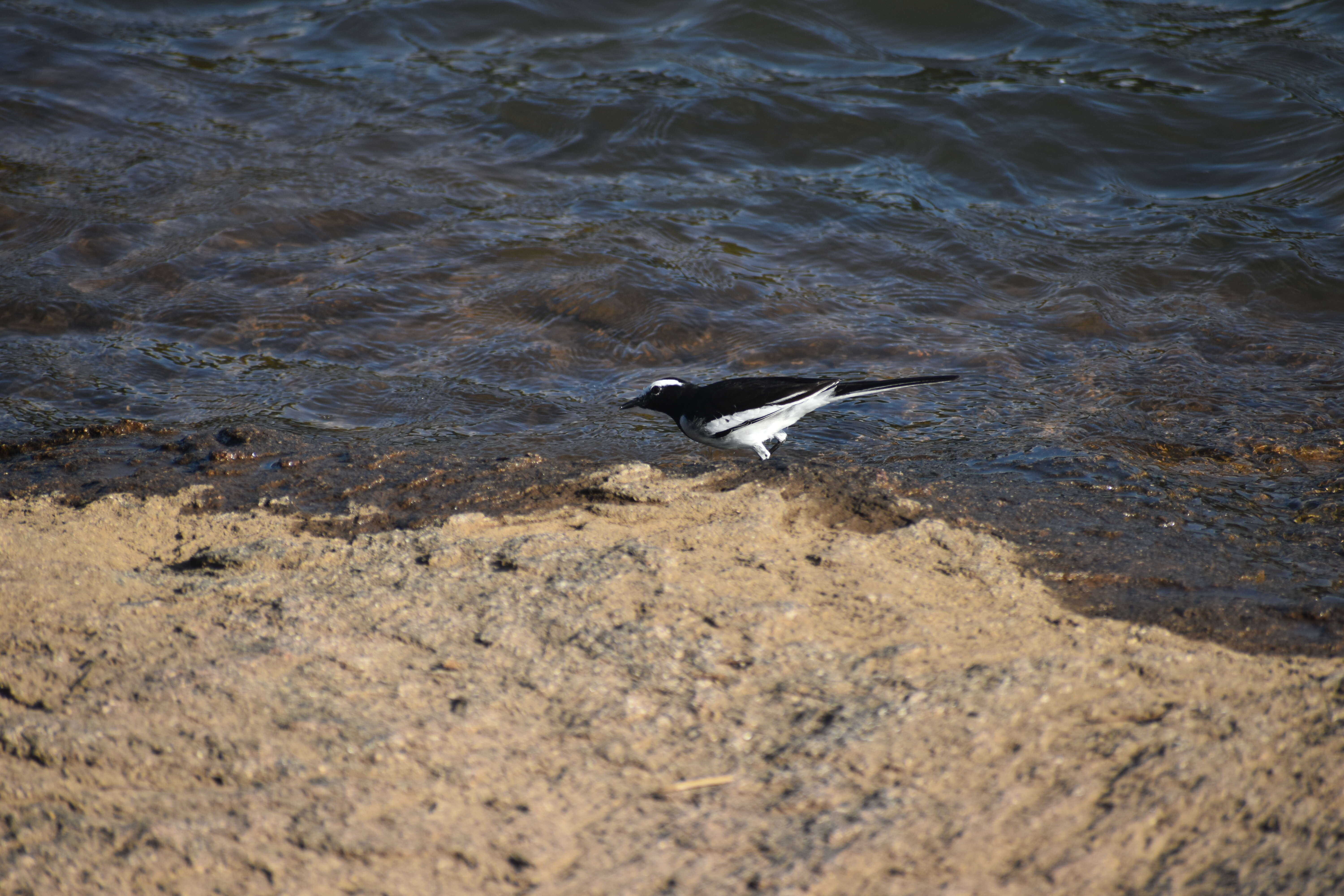 Image of White-browed Wagtail