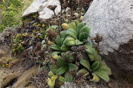 Image of Myosotis rakiura L. B. Moore