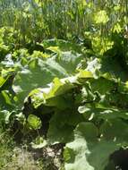 Image of greater burdock