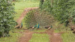 Image of Asiatic peafowl