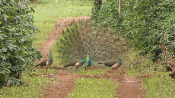 Image of Asiatic peafowl