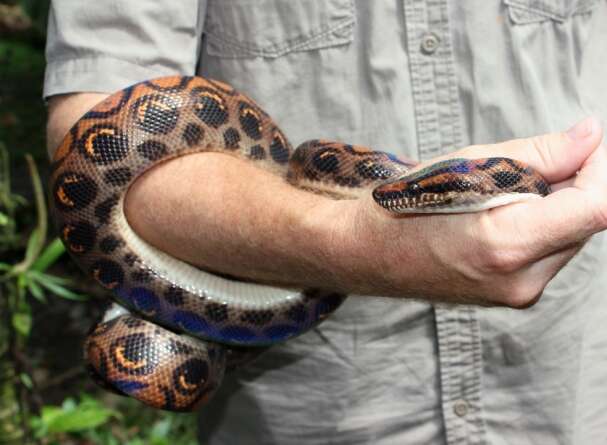 Image of Rainbow Boa