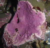 Image of Stylantheca papillosa (Dall 1884)