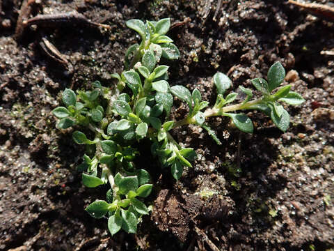 Image of Thyme-leaved Sandwort