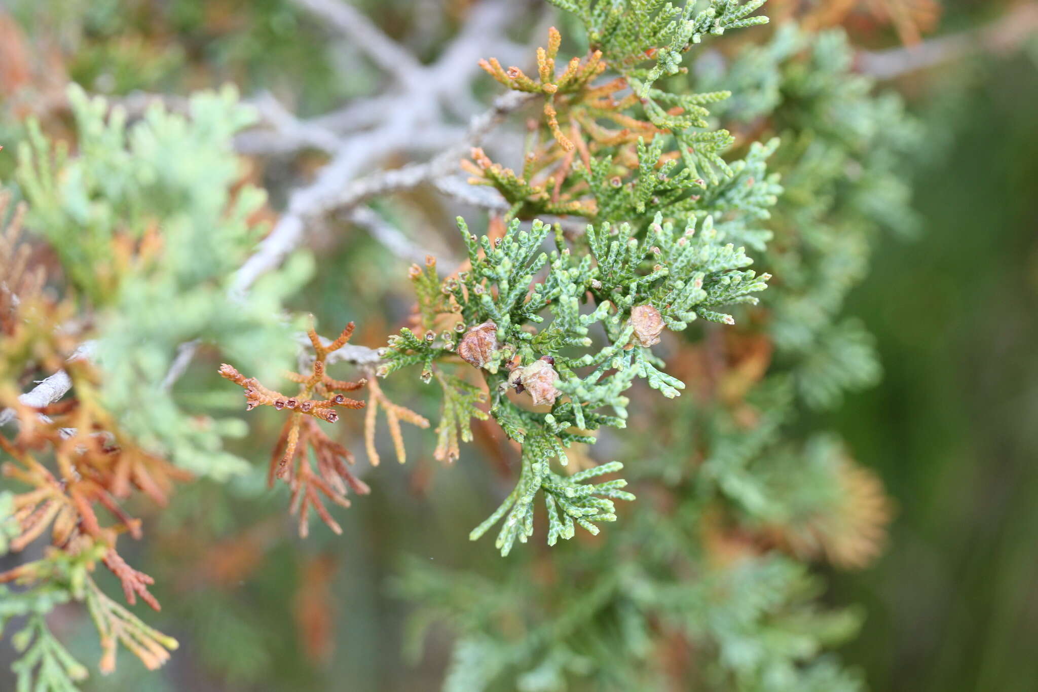 Image of Atlantic White Cedar