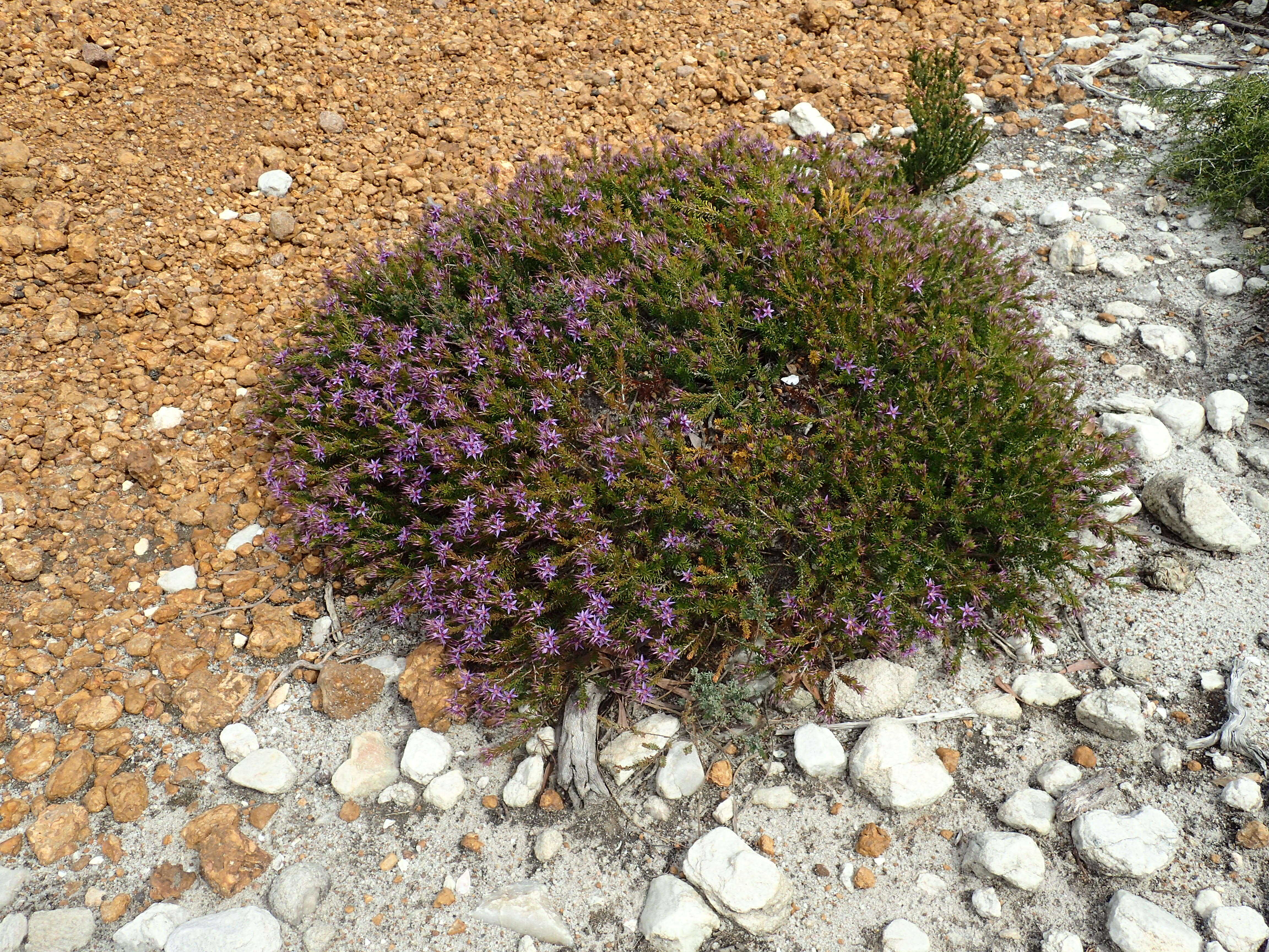 Image de Calytrix leschenaultii (Schauer) Benth.