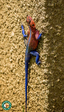 Image of Mwanza Flat-headed Rock Agama