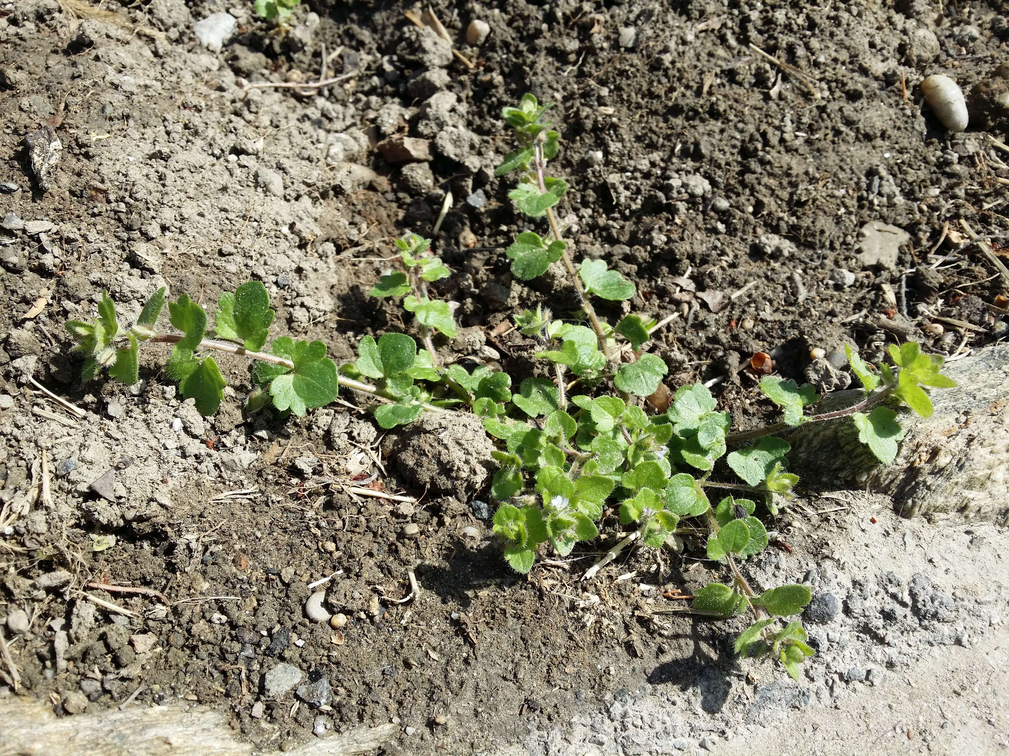 Image of false ivy-leaved speedwell