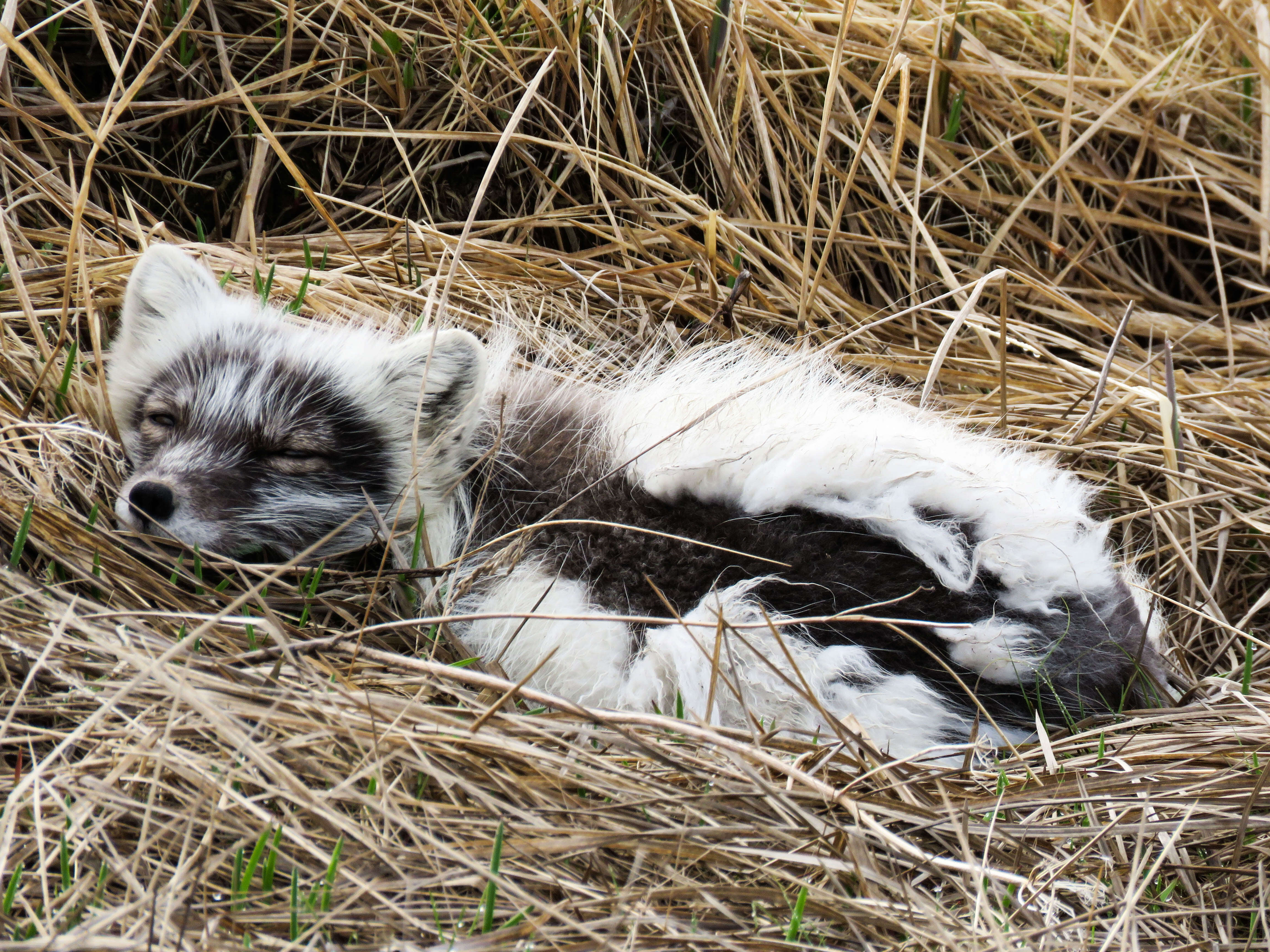 Image of Arctic Fox