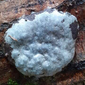 Image of Reticularia lycoperdon