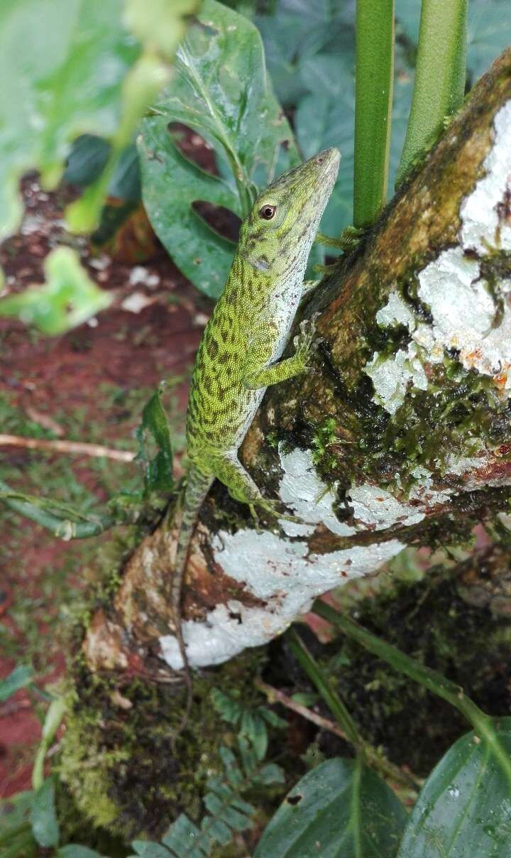 Imagem de Anolis biporcatus (Wiegmann 1834)