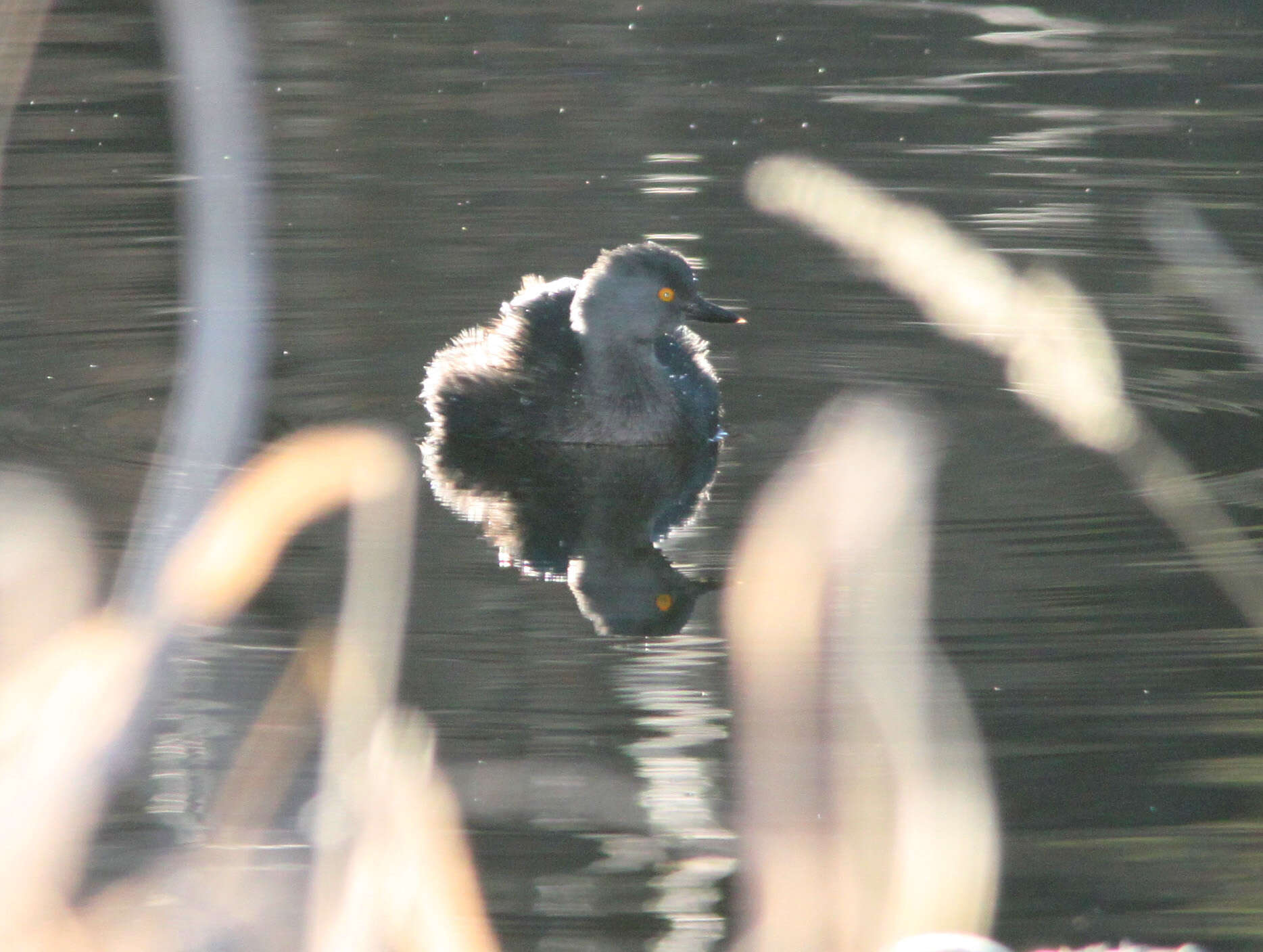 Image of Least Grebe