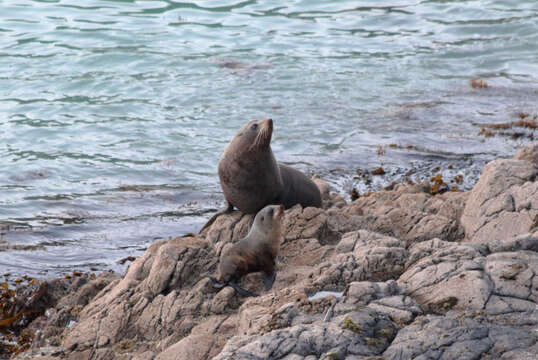 Image of Antipodean Fur Seal