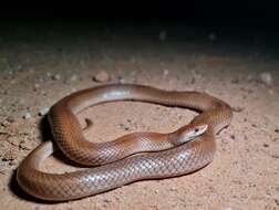 Image of Curl snake