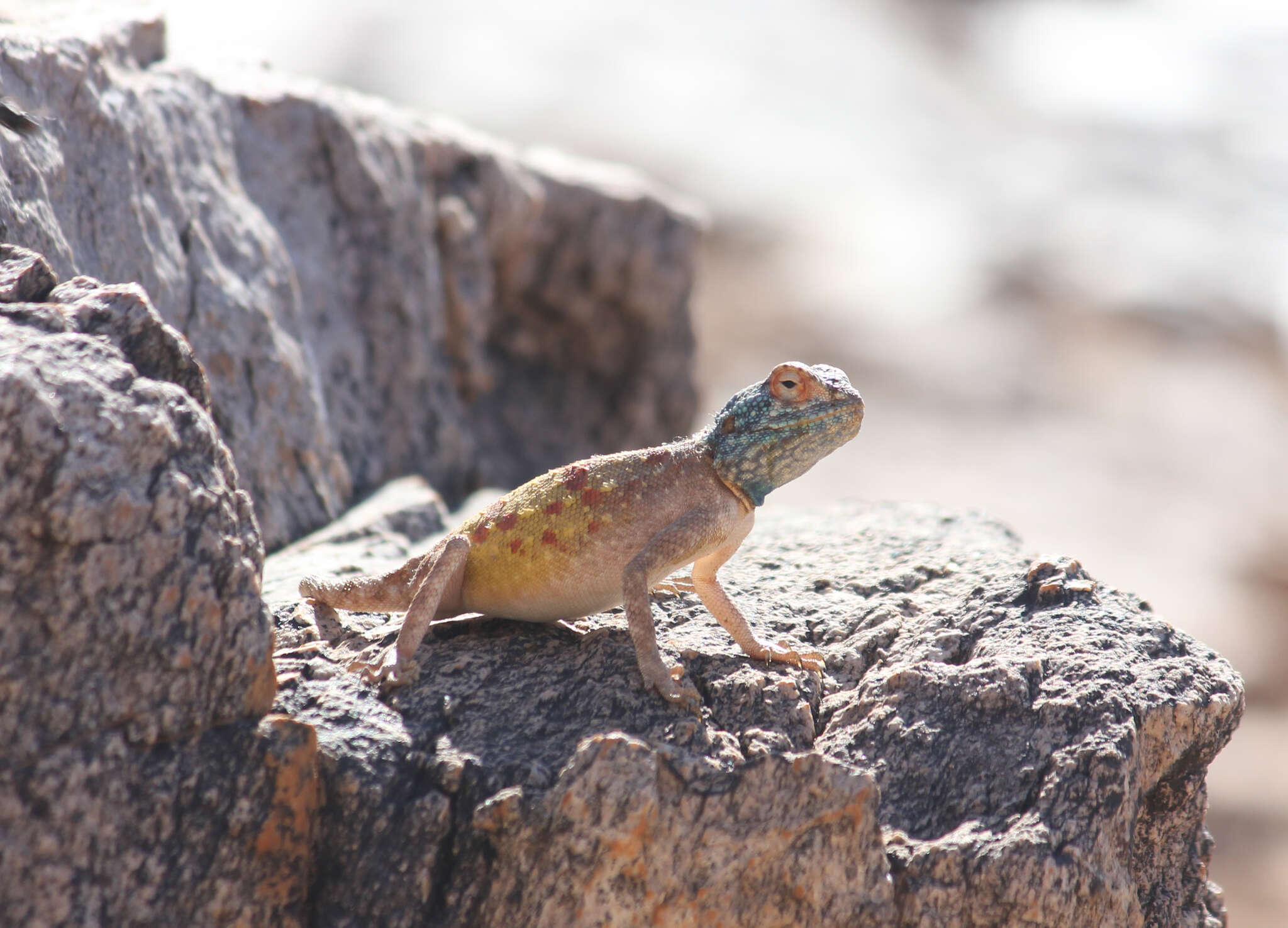 Image of Anchieta's Agama