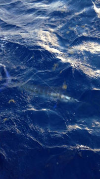 Image of <i>Makaira nigricans</i>