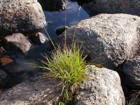 Image of Tufted Hair-grass