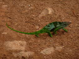 Image of West Usambara Blade-horned Chameleon