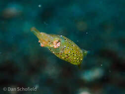 Image of Two-toned Pygmy Squid