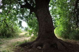 Image of Mt. Atlas mastic tree