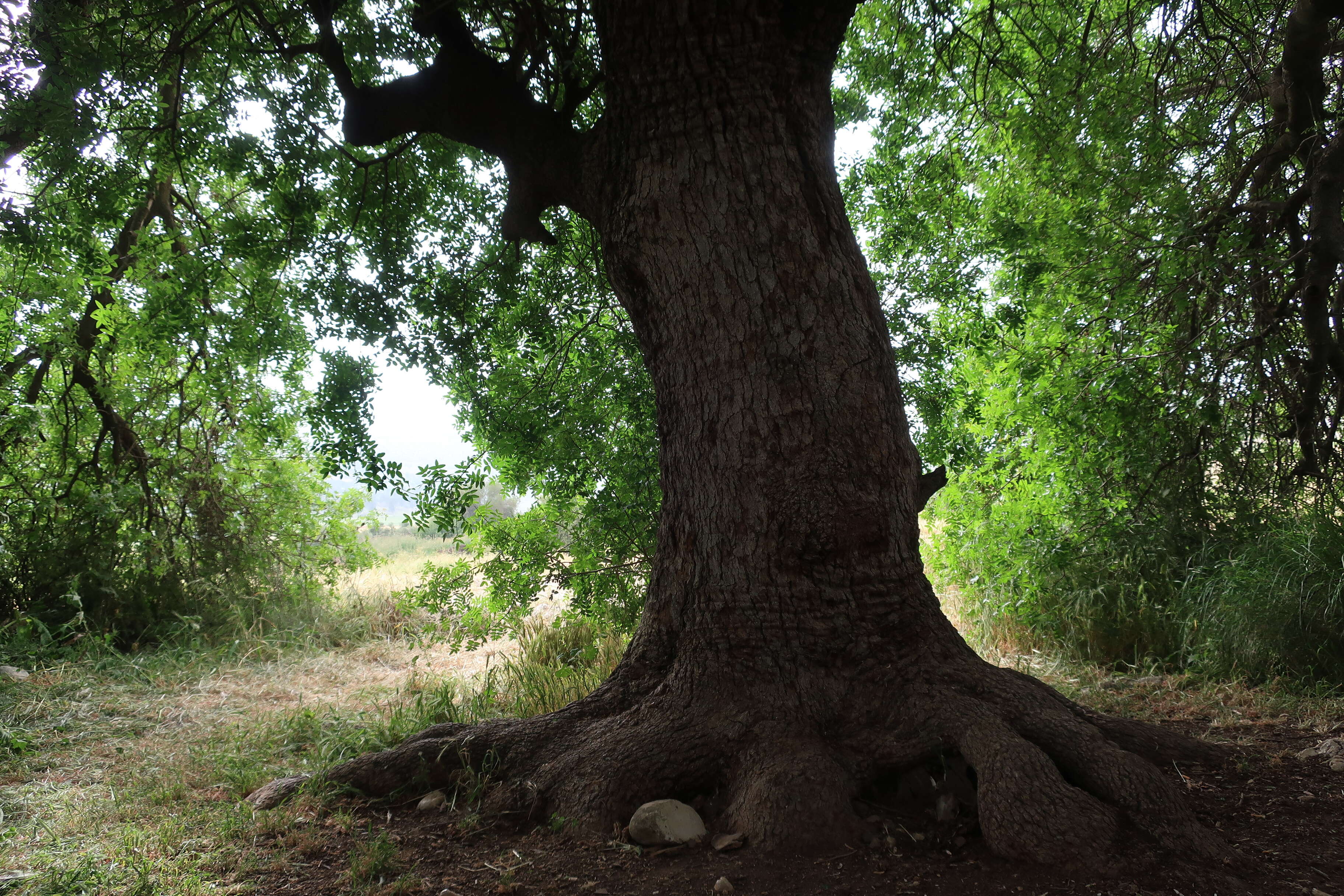 Image of Mt. Atlas mastic tree