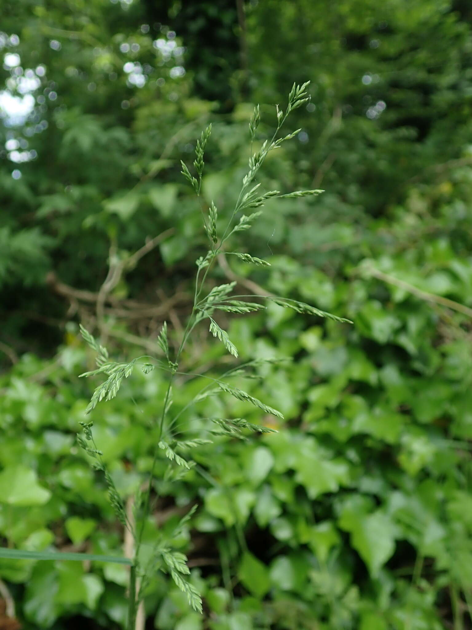 Image of rough bluegrass