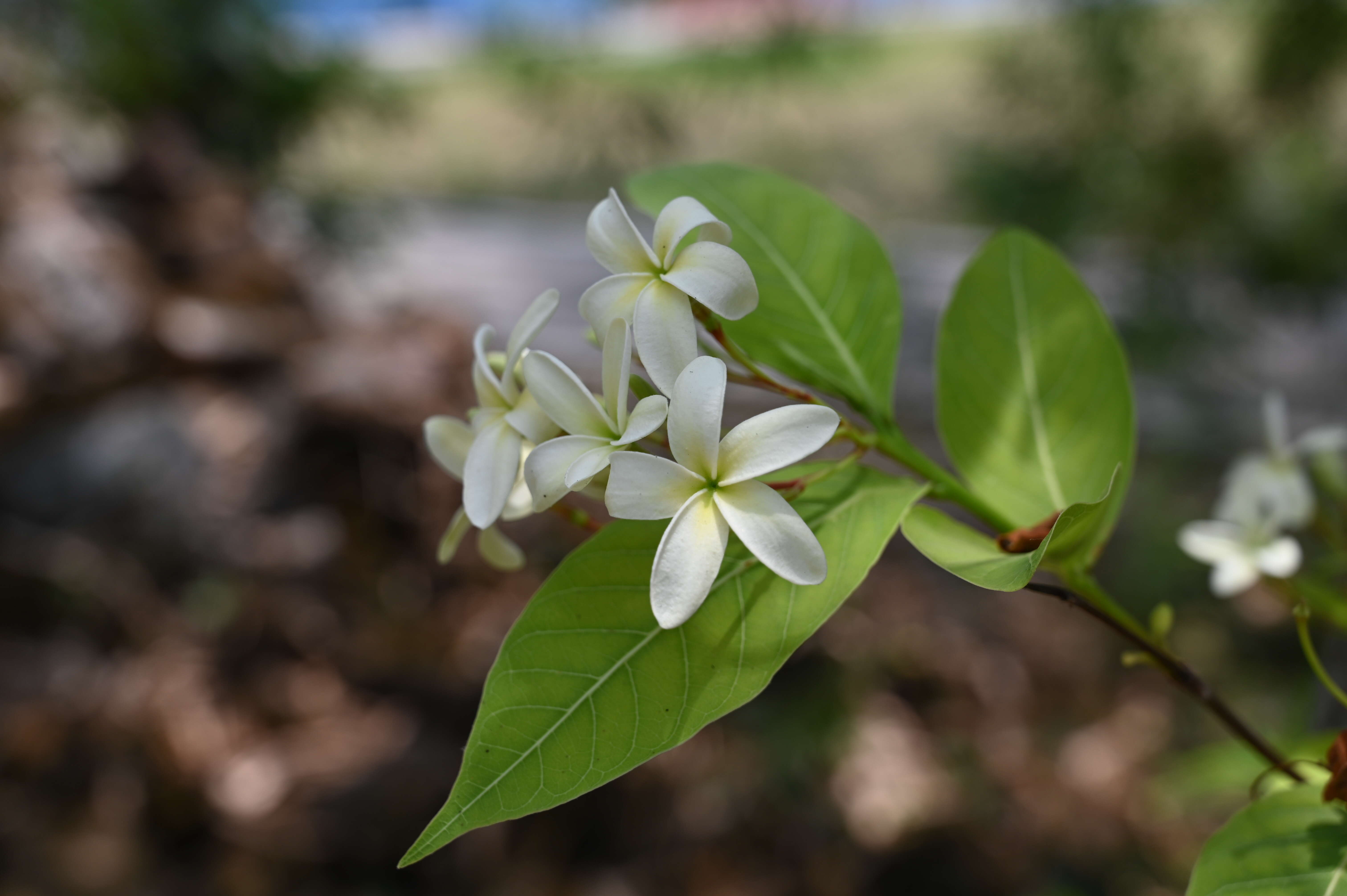 Image of Bitter Oleander