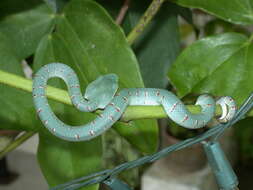 Image of Wagler's Keeled Green Pit Viper