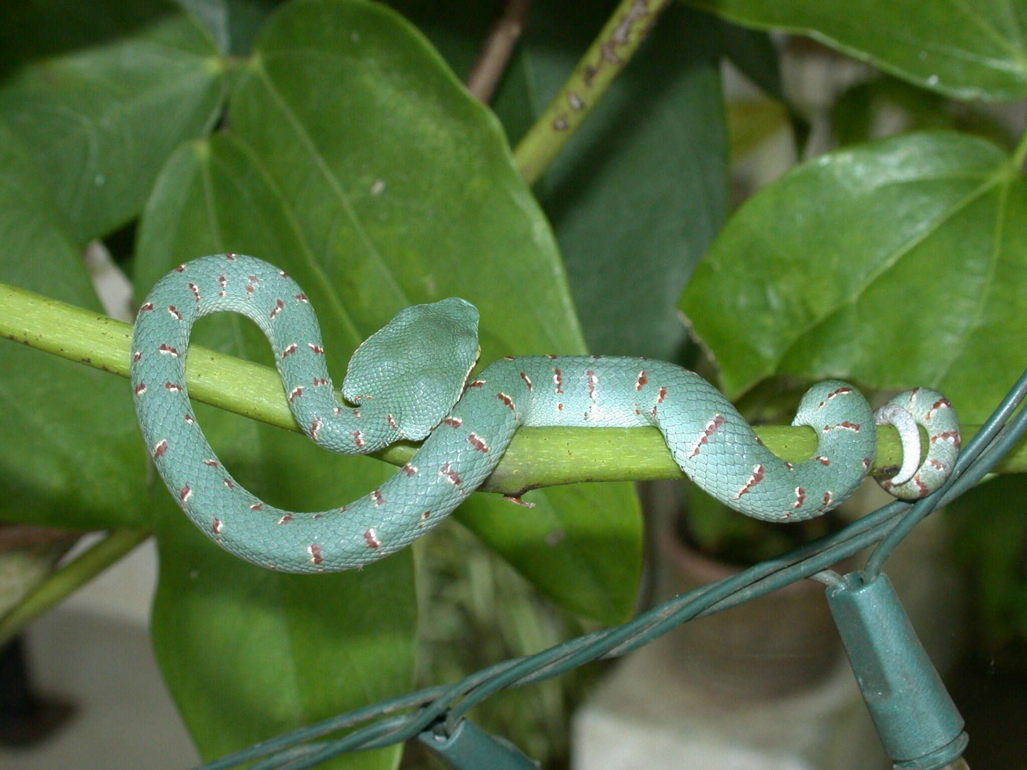 Image of Wagler's Keeled Green Pit Viper