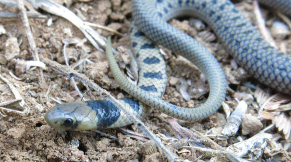 Image of Plumbeous or Reticulated Centipede Eater