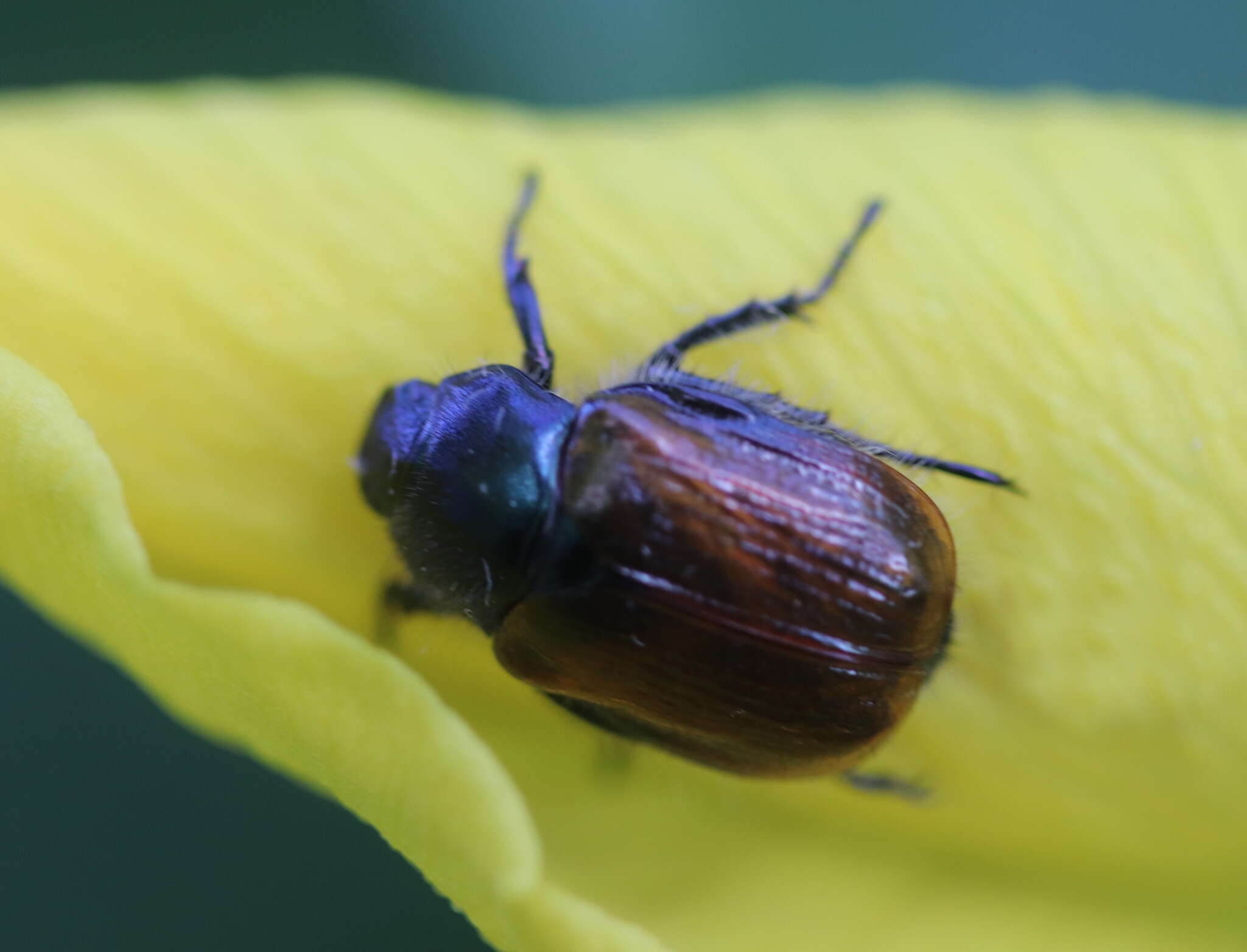 Image of Phyllopertha