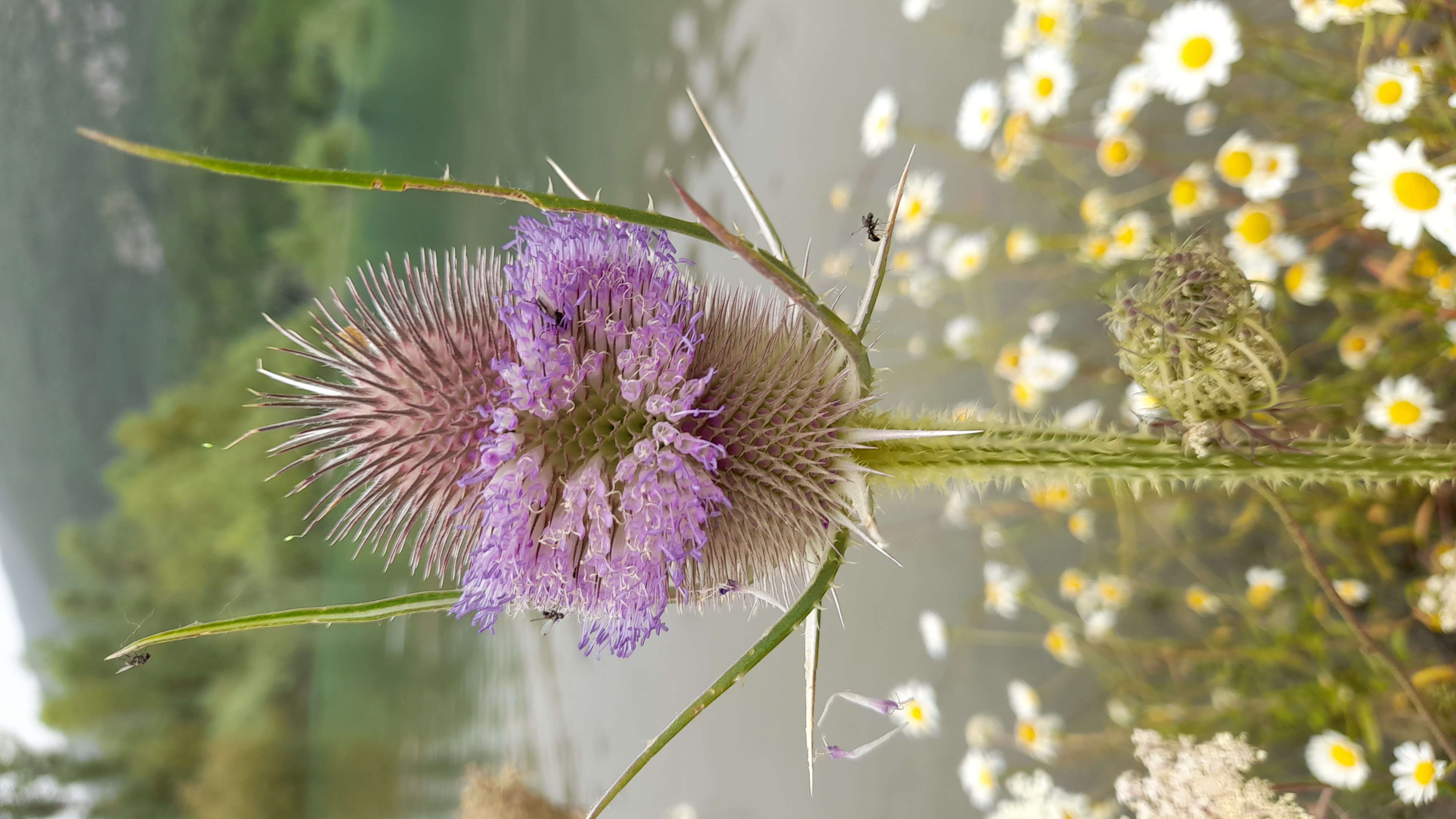 Image of Dipsacus fullonum