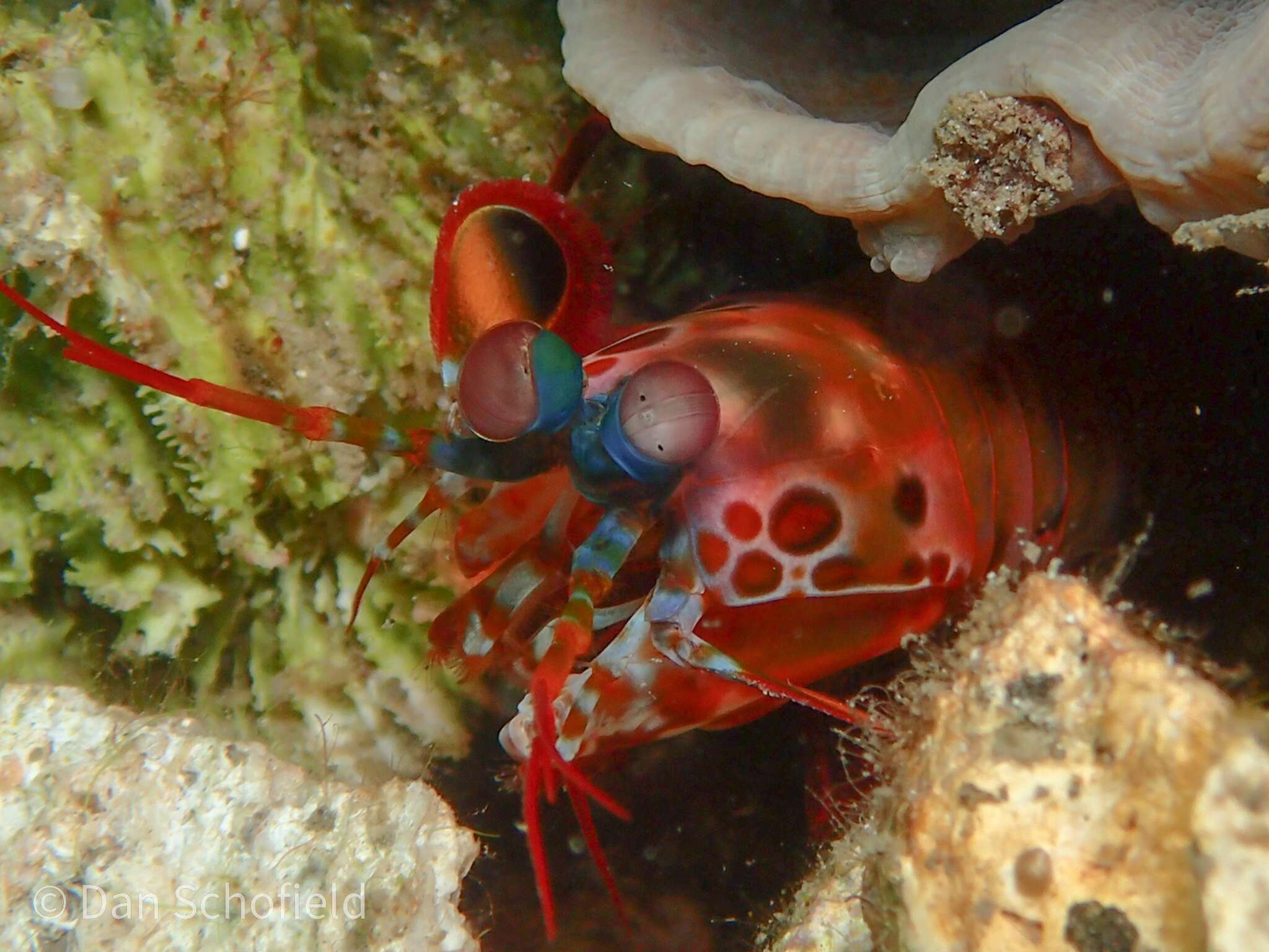 Image of Odontodactylus scyllarus