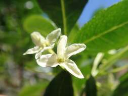 Image de Ptelea crenulata Greene