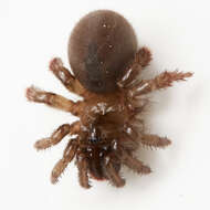 Image of Aliatypus californicus (Banks 1896)