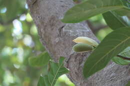 Image of jackfruit