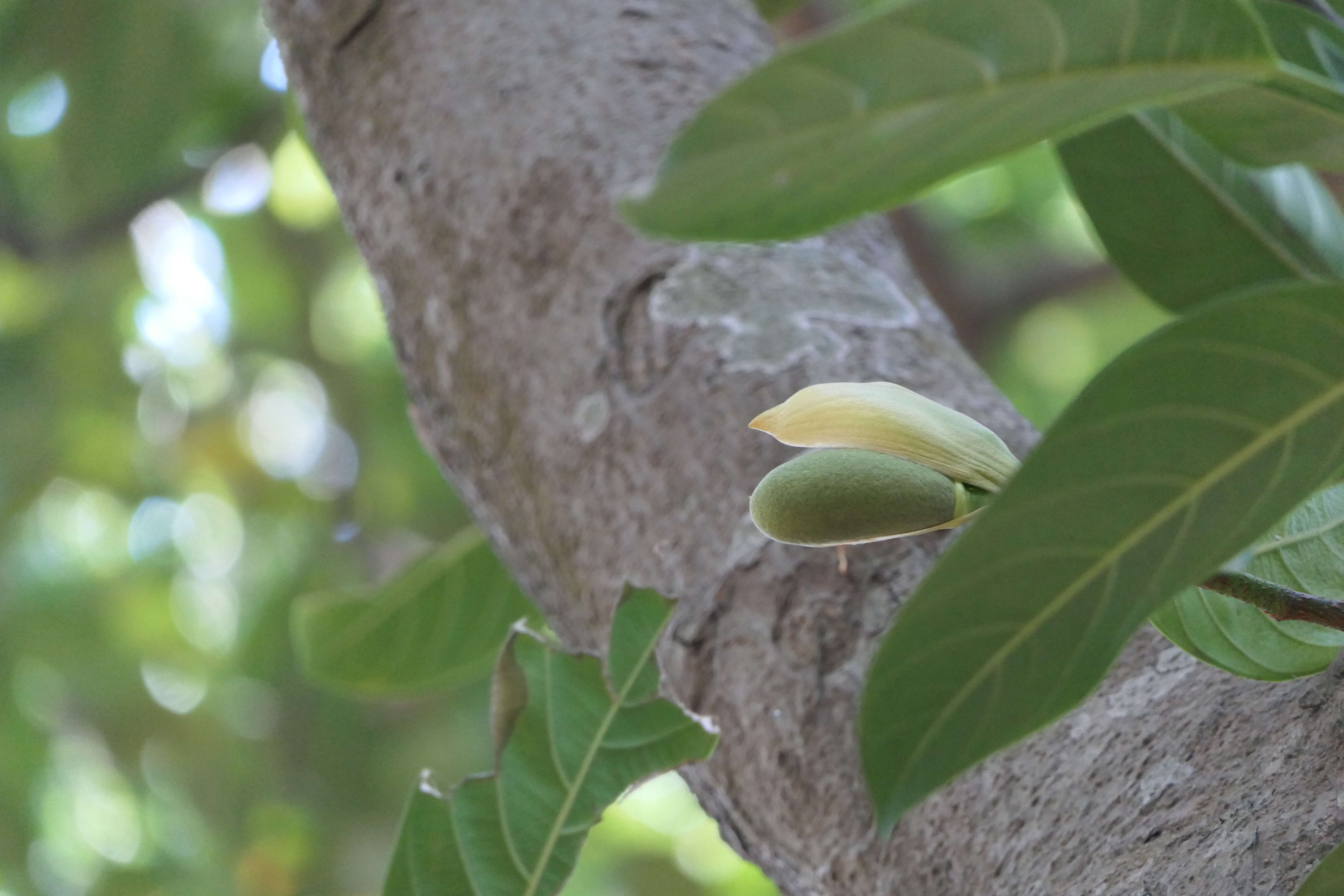 Image of jackfruit