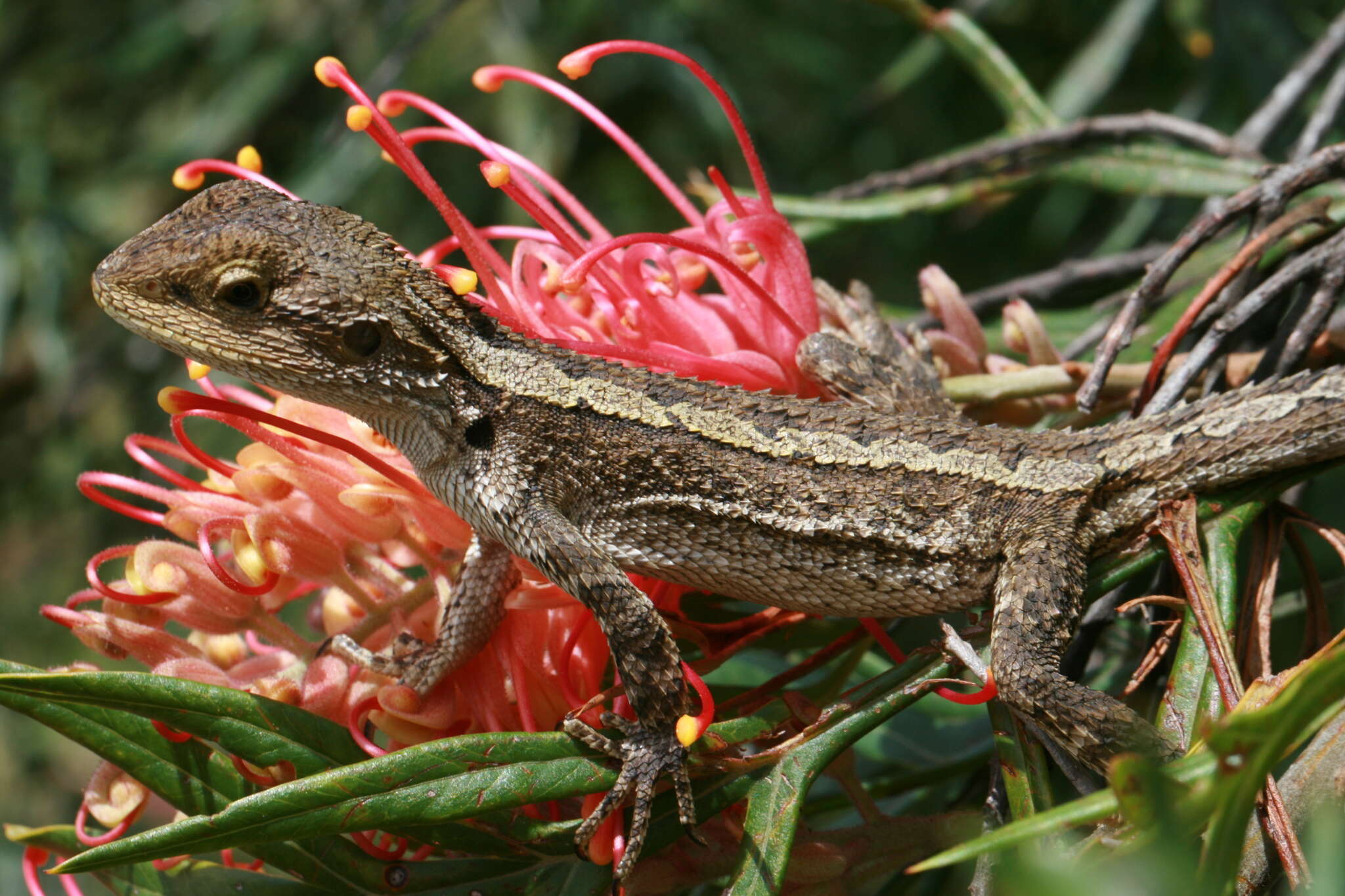 Image of Jacky Lashtail