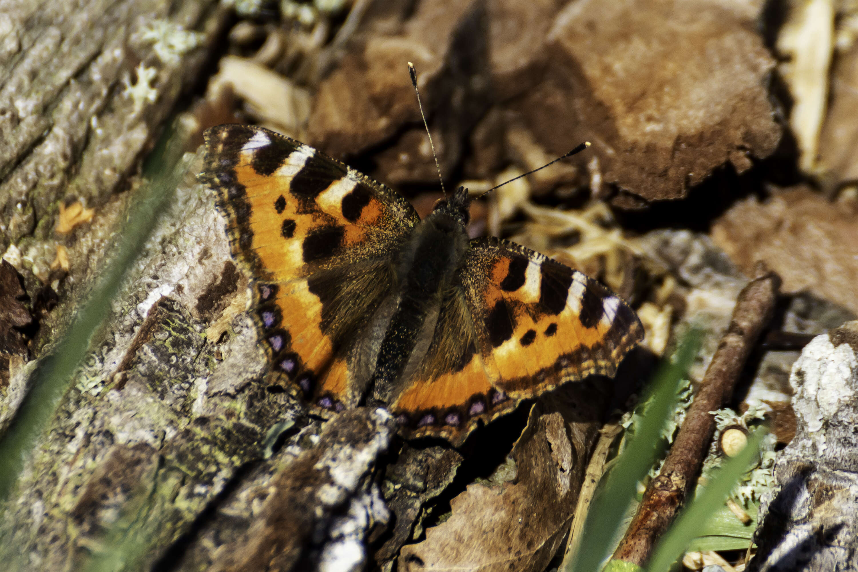 Imagem de Aglais urticae Linnaeus 1758