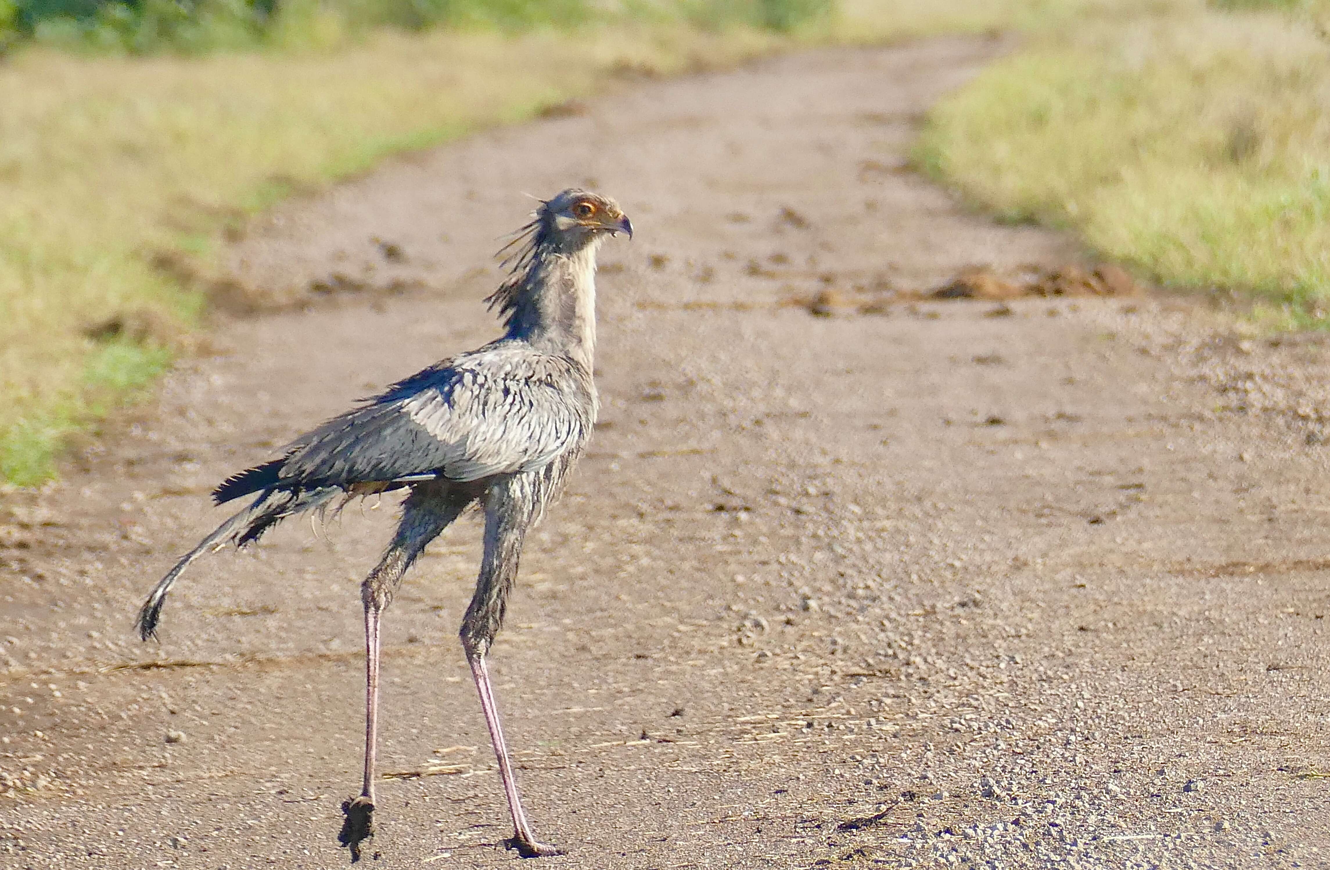 Sagittariidae resmi