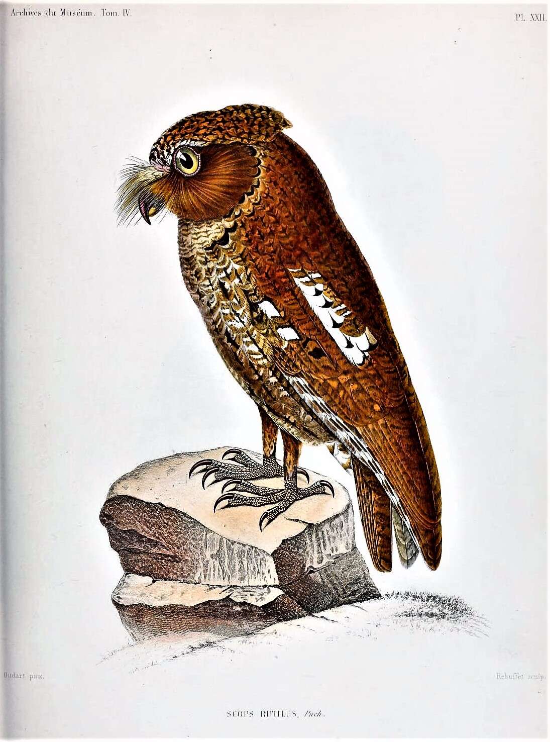 Image of Madagascar Scops-owl