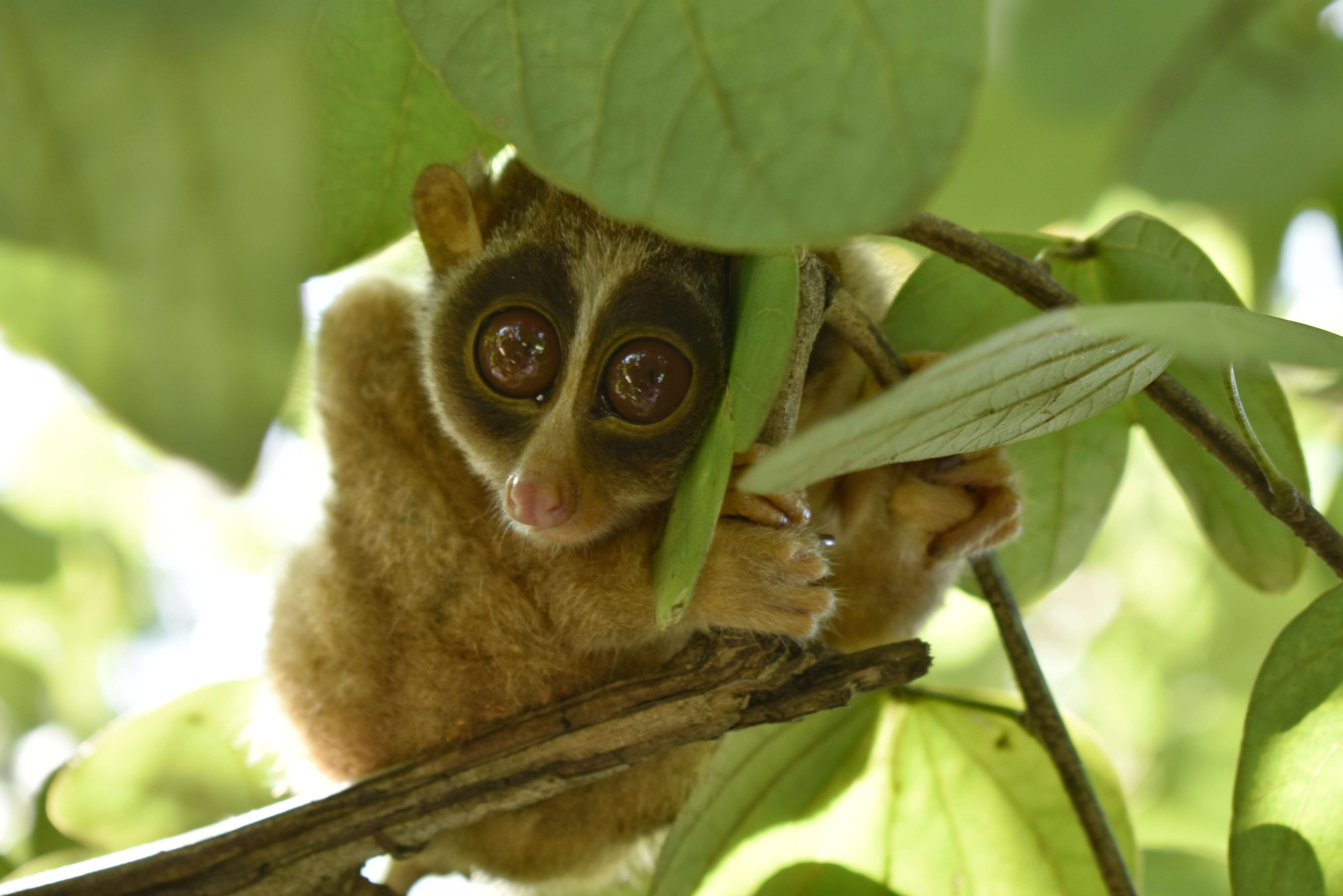 Image de Loris Grèle