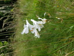 Image of St. Bruno's Lily