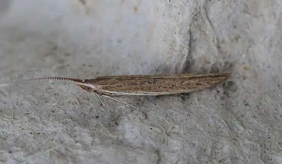 Image of Coleophora vestianella Linnaeus 1758