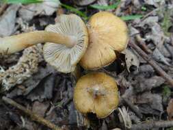 صورة Inocybe rimosa (Bull.) P. Kumm. 1871