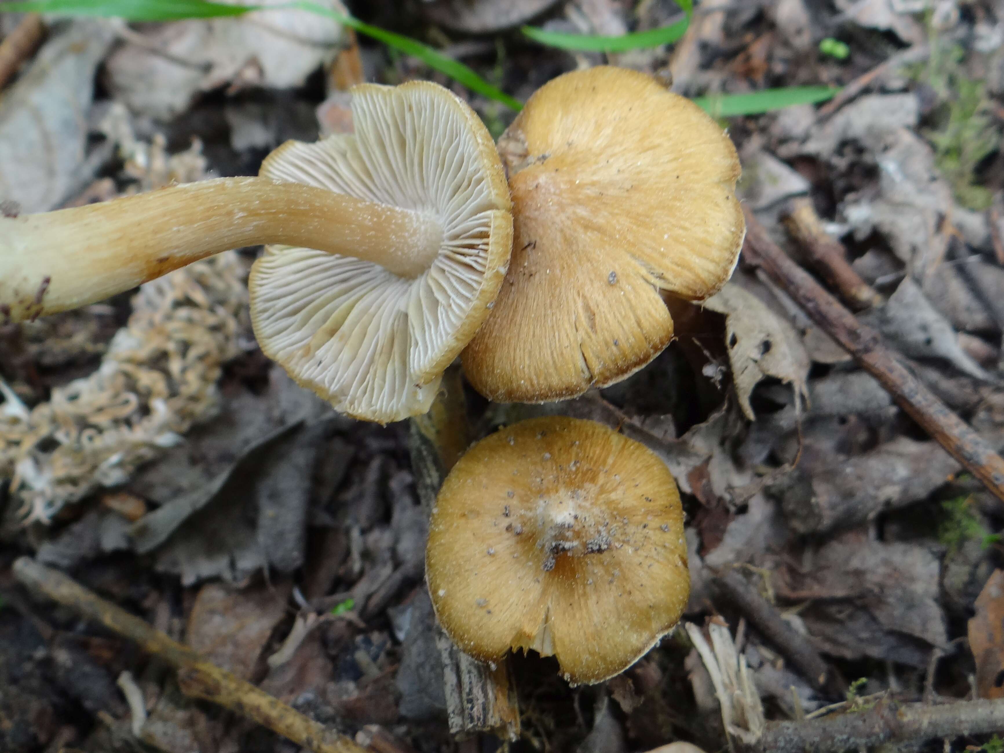 صورة Inocybe rimosa (Bull.) P. Kumm. 1871