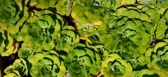 Image of pistia