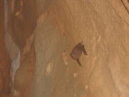 Image of Thomas's Sac-winged Bat