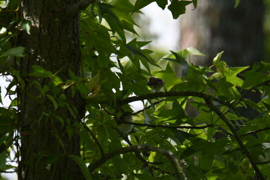 Слика од Vireo griseus (Boddaert 1783)