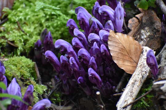 Image of Lathraea clandestina L.